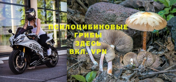 PSILOCYBIN Елабуга